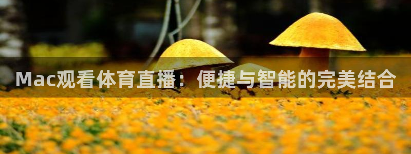下载熊猫体育直播：Mac观看体育直播：便捷与智能的完美结合