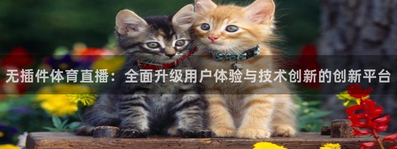 熊猫视频直播：无插件体育直播：全面升级用户体验与技术创新的创新平台