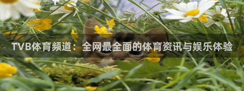 熊猫跳舞视频：TVB体育频道：全网最全面的体育资讯与娱乐体验